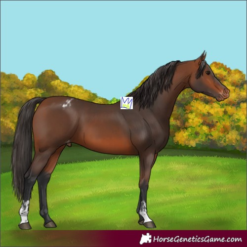 Horse Color:Bay Varnish and Bay Varnish