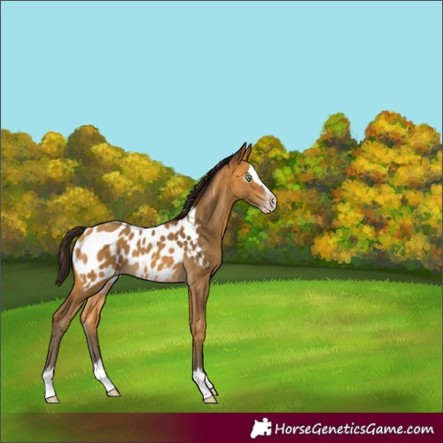 Horse Color:Gray Amber Cream Champagne Splash Near Leopard