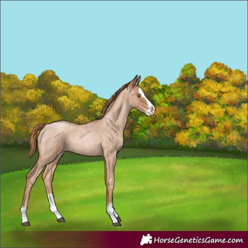 Horse Color:Red Roan Pearl Splash
