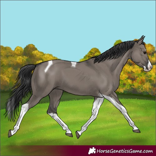 Horse Color:Grullo Sabino Splash Tobiano 