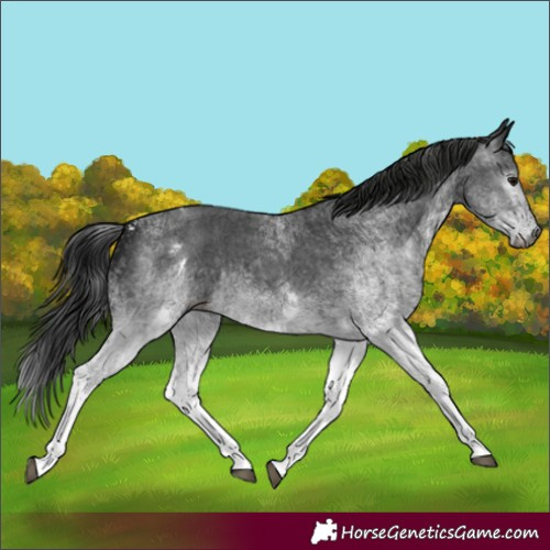 Horse Color:Unknown 