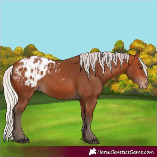 Horse Color:Unknown 