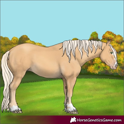 Horse Color:Unknown