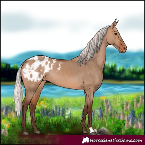 Horse Color:Silver Brown Dun Blanket 
