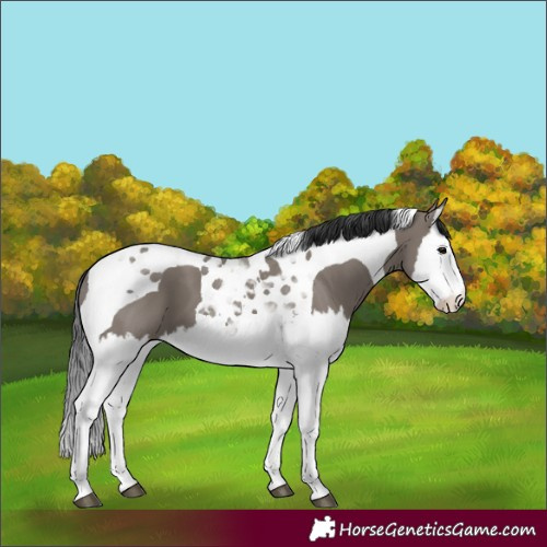 Horse Color:Grullo Splash Tobiano 