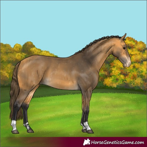 Horse Color:Buckskin Varnish  and Buckskin Varnish 