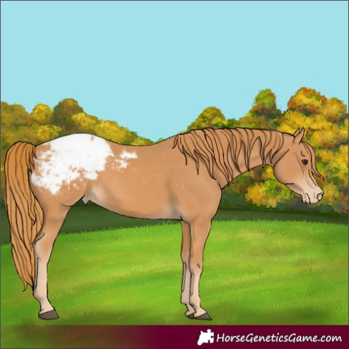 Horse Color:Unknown 