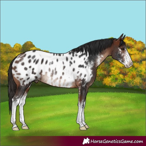 Horse Color:Bay Sabino Near Leopard Rabicano 