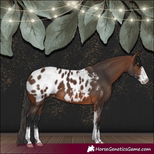 Horse Color:Brown Sabino Near Leopard 