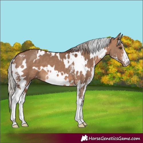 Horse Color:White Spotted Silver Brown Dun Sabino 