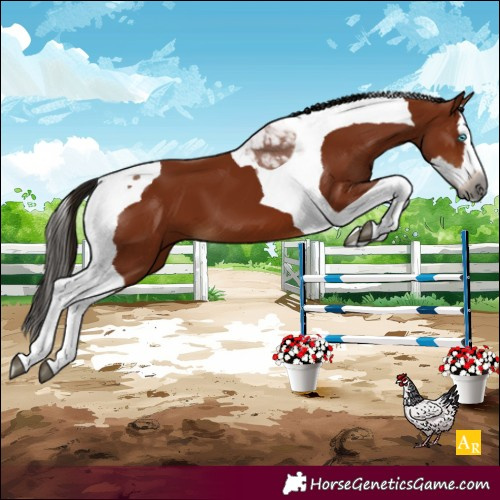 Horse Color:Gray Bay Splash Tobiano