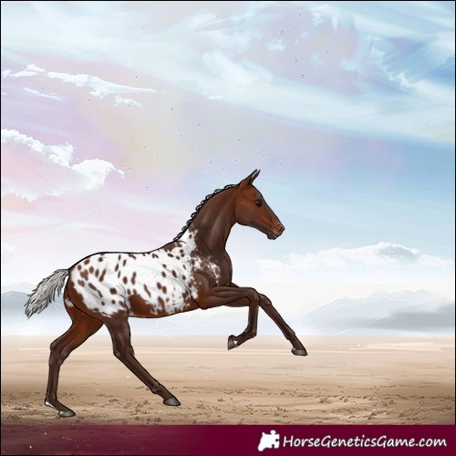 Horse Color:Silver Brown Blanket 