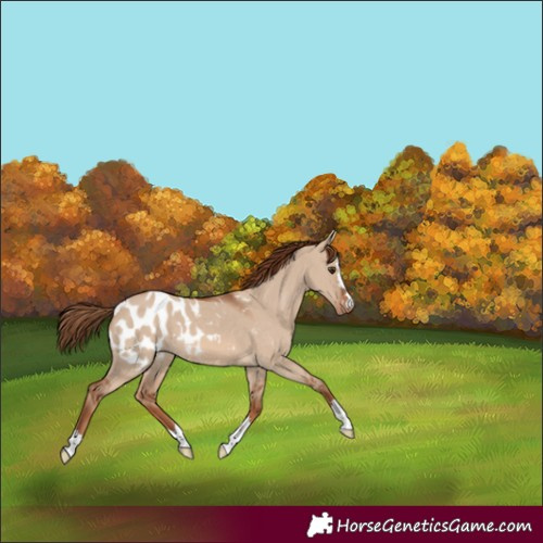 Horse Color:Red Dun Blanket
