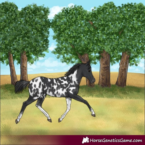 Horse Color:White Spotted Black Near Leopard 