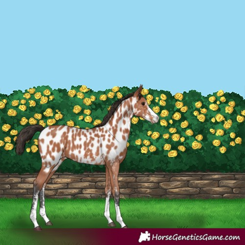 Horse Color:Bay Sabino Near Leopard