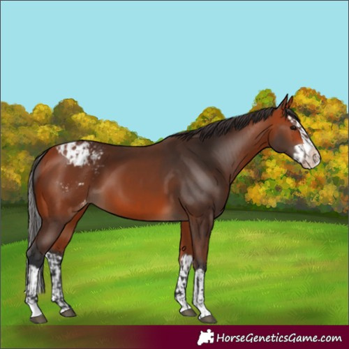 Horse Color:Bay Varnish and Bay Splash Varnish