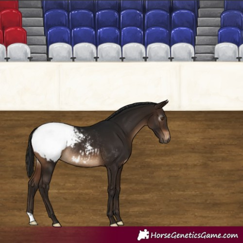Horse Color:Gray Bay Snowcap Rabicano
