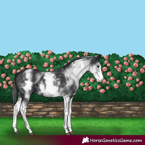 Horse Color:White Spotted Black Sabino