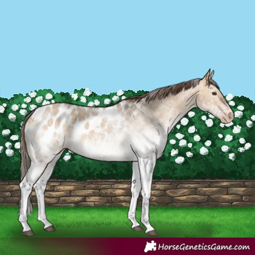 Horse Color:White Spotted Bay Dun Blanket 