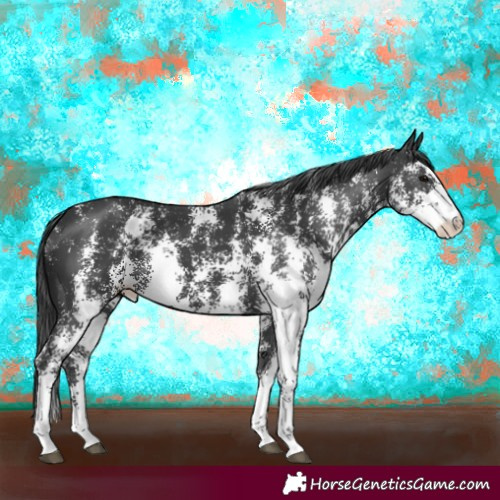 Horse Color:Black Sabino 