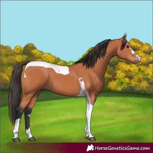 Horse Color:Bay Tobiano 
