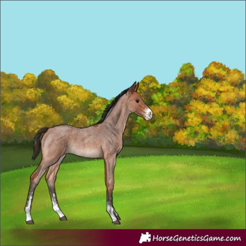 Horse Color:Bay Roan Sabino