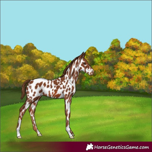Horse Color:Chestnut Near Leopard
