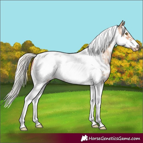 Horse Color:Silver Amber Champagne Sabino Tobiano Frame 
