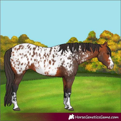 Horse Color:Bay Near Leopard and Bay Near Leopard