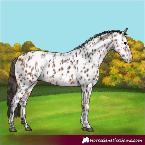 Horse Color:Bay Near Leopard  and Bay Near Leopard 