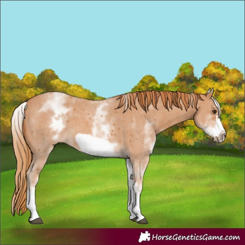 Horse Color:Unknown 