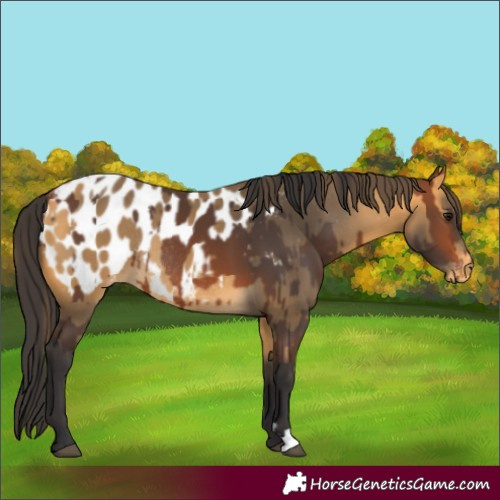 Horse Color:Unknown 