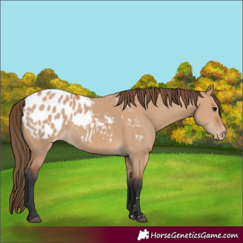Horse Color:Unknown 
