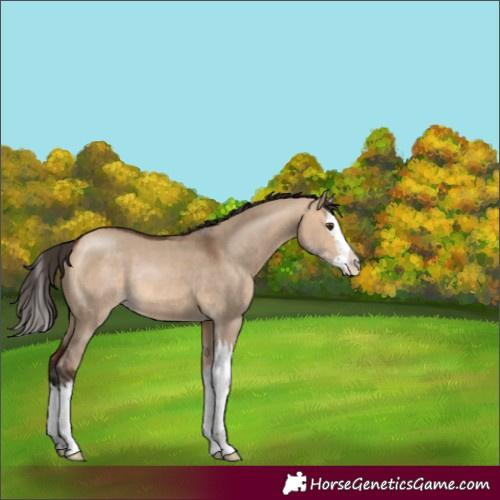 Horse Color:Unknown 