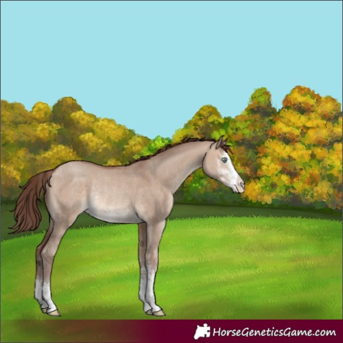 Horse Color:Sable Champagne Dun Sabino Varnish Rabicano