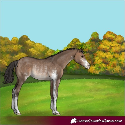 Horse Color:Brown Dun Sabino Rabicano 