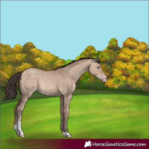 Horse Color:Unknown 