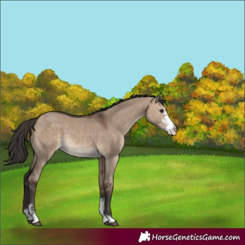 Horse Color:Unknown 