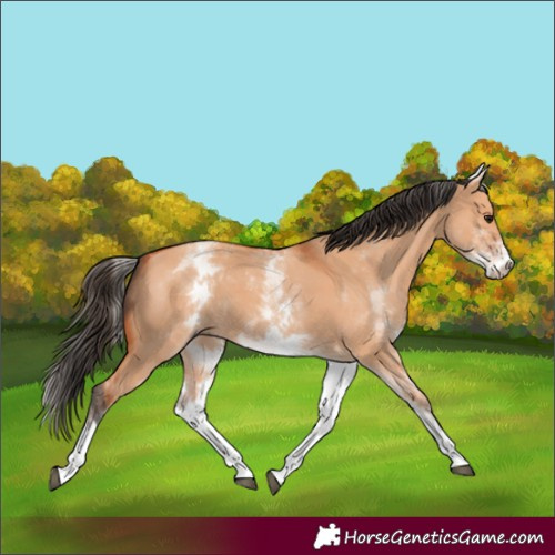 Horse Color:White Spotted Bay Dun 