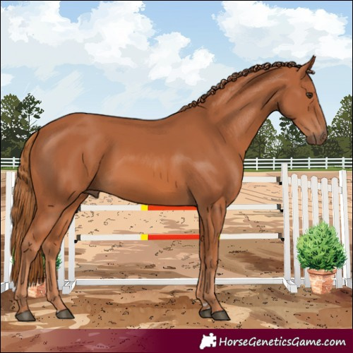 Horse Color:Chestnut Rabicano