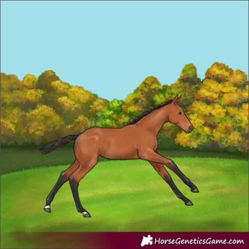 Horse Color:Unknown 