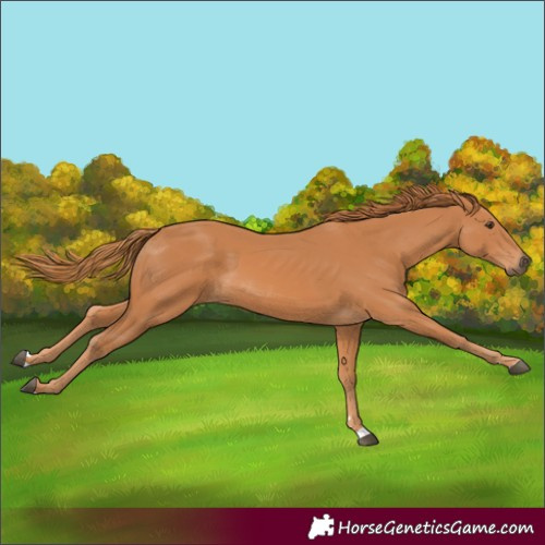 Horse Color:Unknown 