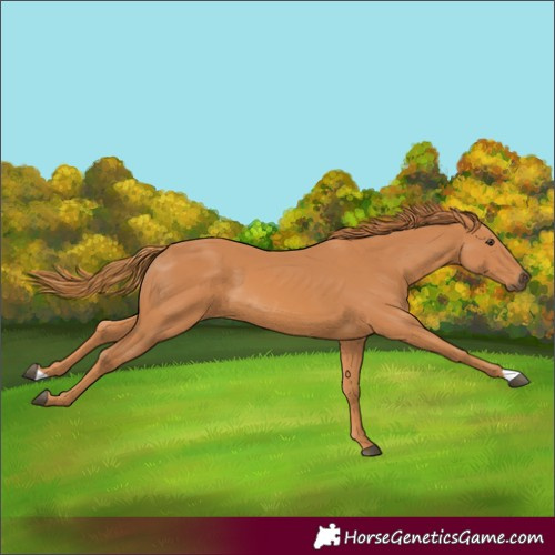 Horse Color:Chestnut 