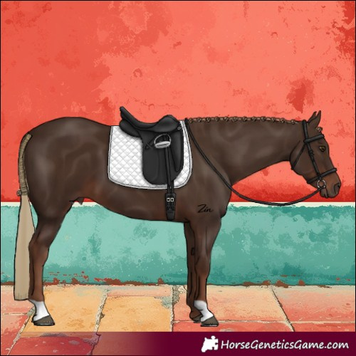 Horse Color:Liver Chestnut