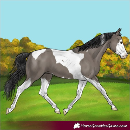 Horse Color:Grullo Splash Tobiano 