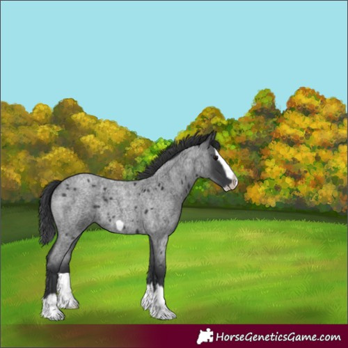 Horse Color:Blue Roan Splash Frame