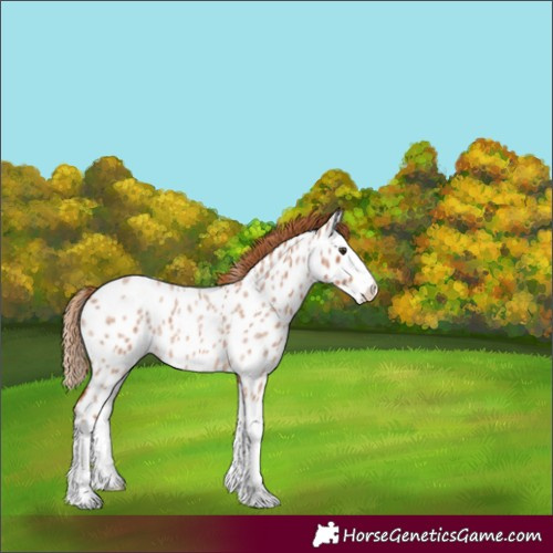 Horse Color:Red Roan Splash Near Leopard