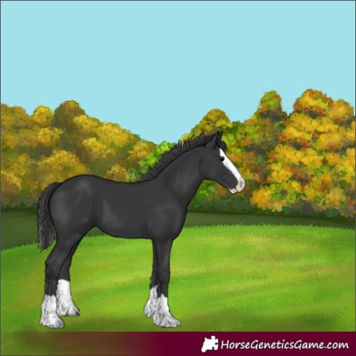 Horse Color:Black Splash 