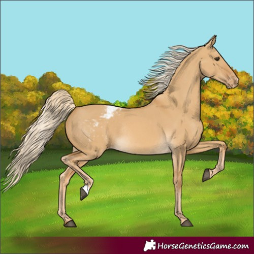 Horse Color:Unknown 