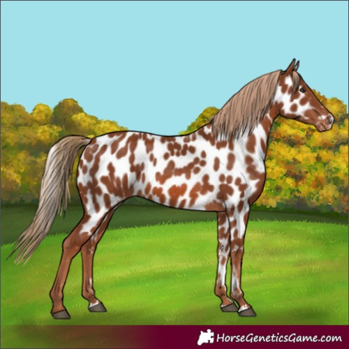 Horse Color:Chestnut Leopard 
